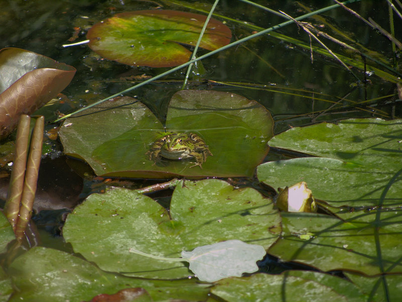Orth,
      Frog